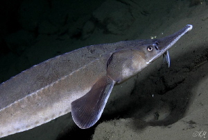 Sturgeon by Veronika Matějková 